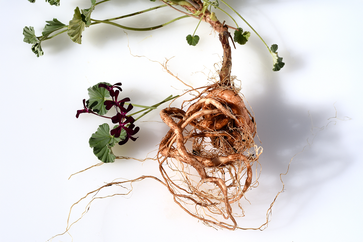 Ganze Kapland-Geranie (Pelargonium sidoides) mit Blättern, dunkelvioletten Blüten und freigelegtem, knollenartigem Wurzelwerk auf weißem Hintergrund.